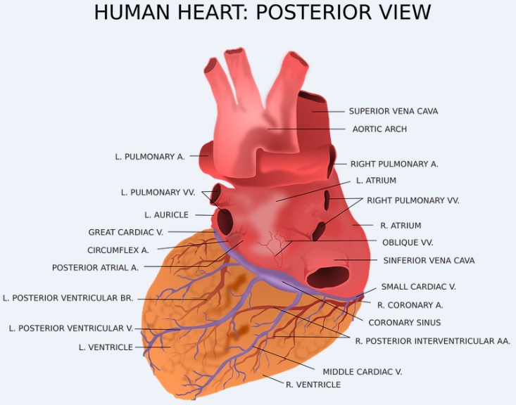 Anatomie du cœur et ses Vaisseaux  