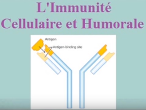 Système immunitaire l'immunité humorale et cellulaire HLA