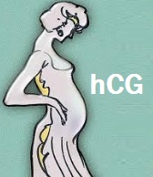Sécrétion de l'hCG gonadotrophine chorionique  humaine 