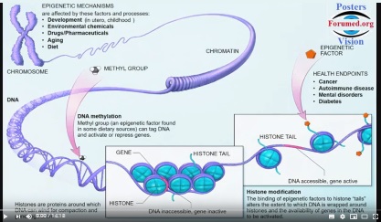 L'influence de L’Épigénétique sur la Santé Mécanismes Méthylation de l'ADN Modification des histones