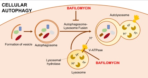 Chloroquine inhibits autophagic flux by decreasing autophagosome-lysosome fusion