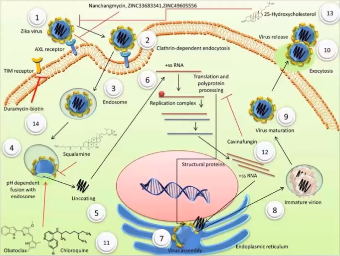 Hydroxychloroquine + azithromycine EFFICACES CONTRE LE CORONAVIRUS Covid 19