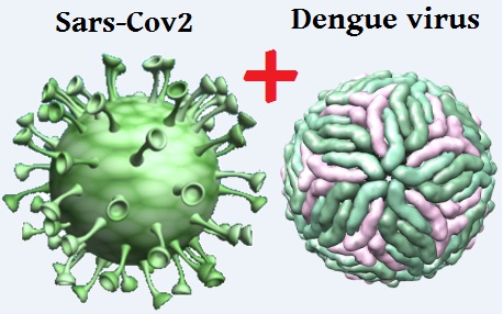 Dengue virus sars-cov2
