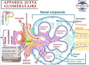 Physiologie renale Anatomie du Rein Nephron Equilibre acido basique ...
