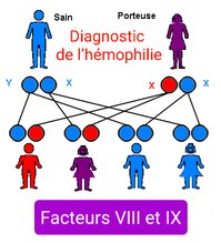 facteurs VIII et IX Diagnostic de l’hémophilie