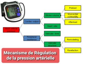 Mécanisme de Régulation de la pression artérielle – Santé Médecine