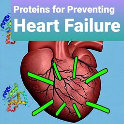 Proteins for Preventing Heart Failure